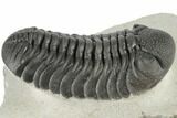 Very Nice, Large, Morocops Trilobite - Excellent Eyes #197134-1